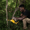 Tronçonneuse élagueuse 18V DCMPS520N-XJ DEWALT